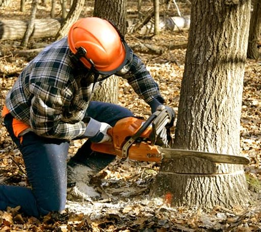 Tree Removal in Draper, VA